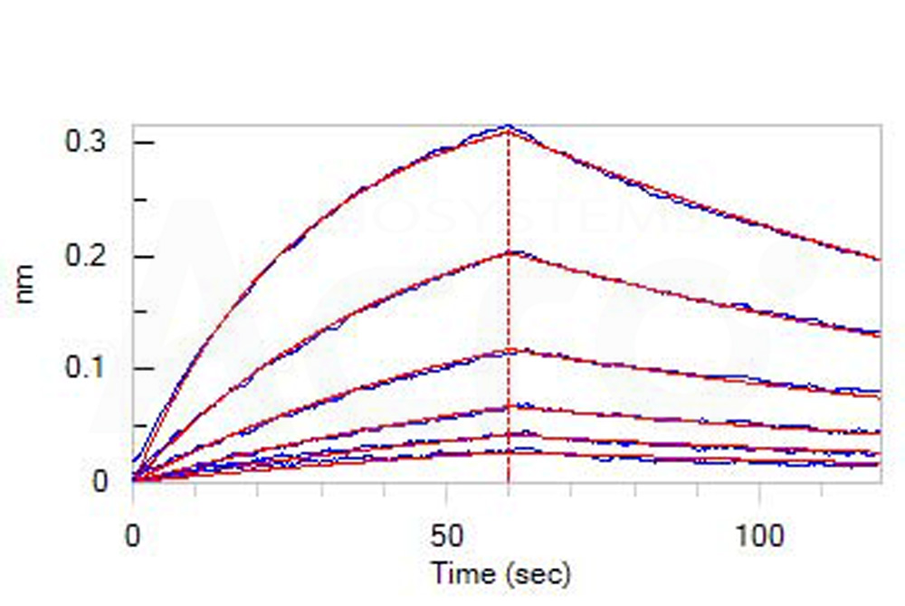 CD30 ligand BLI