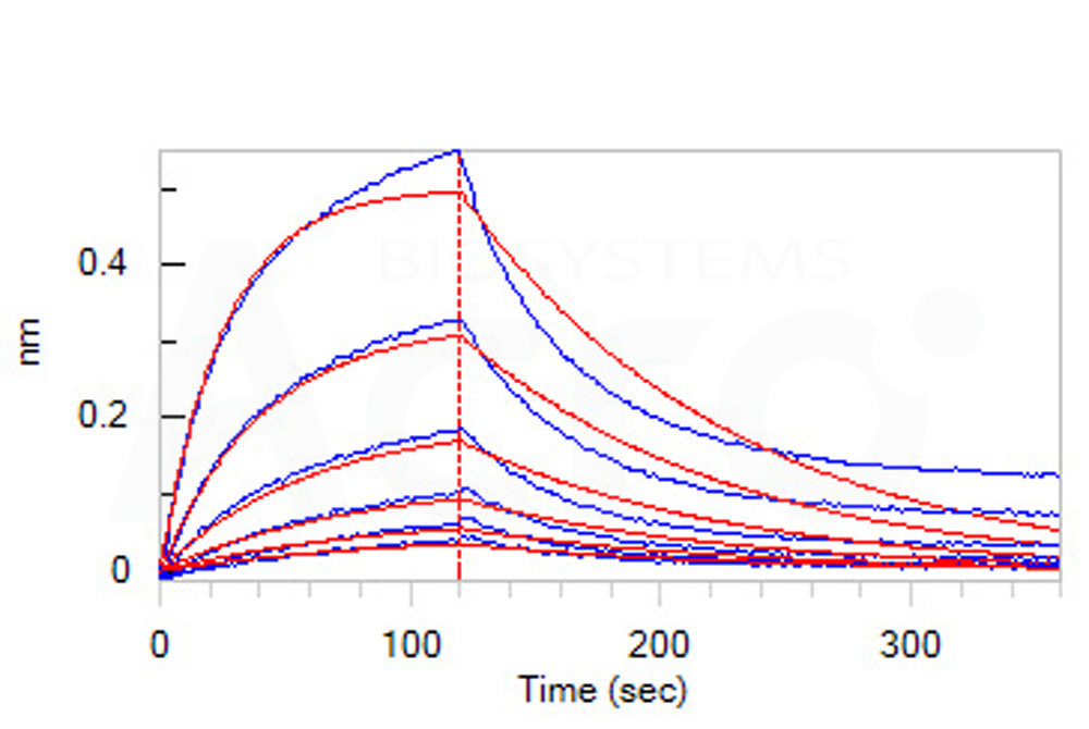 Serum Albumin BLI