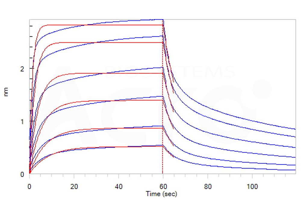 Fc gamma RIII / CD16 BLI