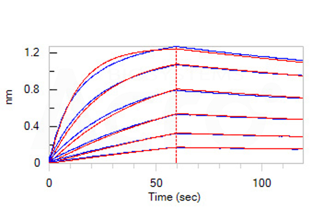 Fc gamma RI / CD64 BLI