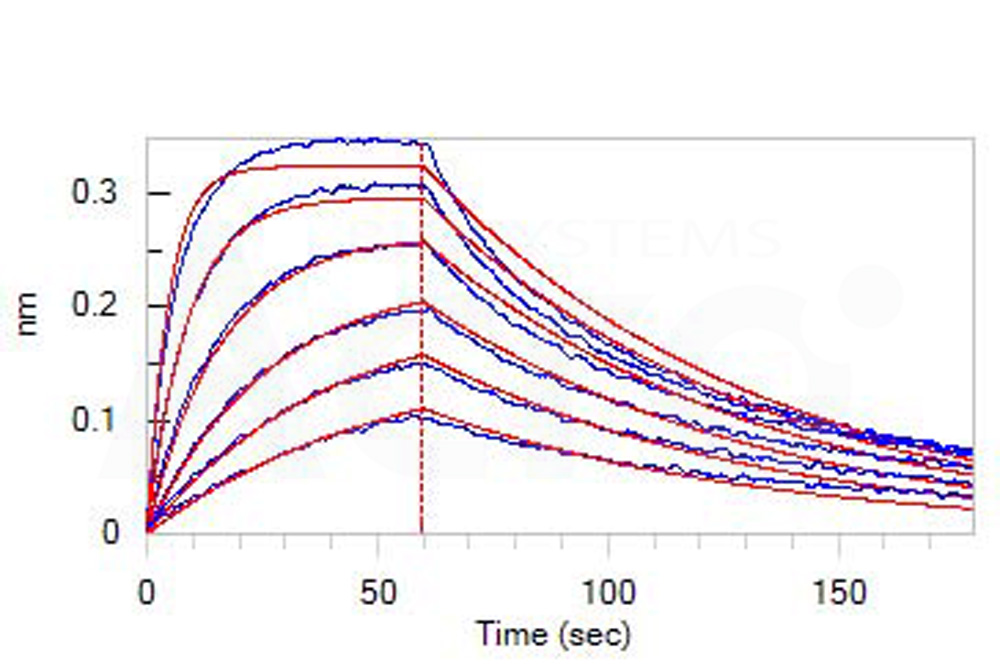IFN-alpha 1 BLI