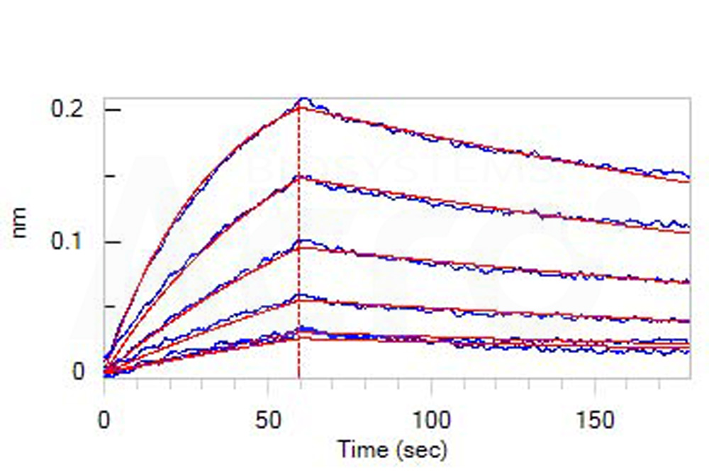 Mouse IgG1 Fc Protein, Tag Free (MALS verified)