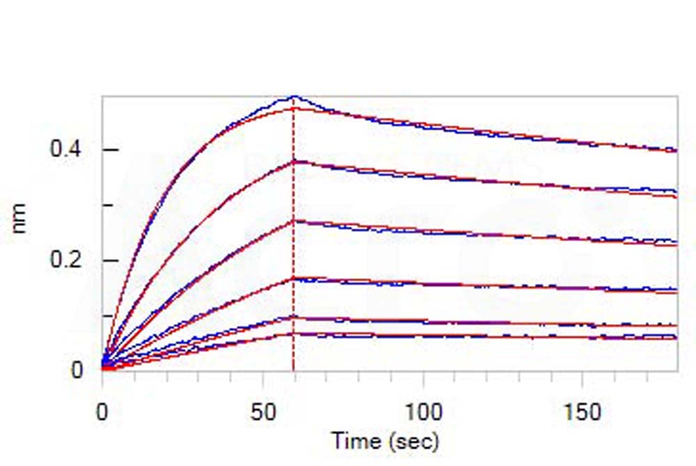 Mouse IgG2a Fc Protein, Tag Free (MALS verified)
