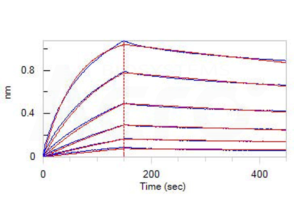 Rat IL-2 R beta&IL-2 R gamma Heterodimer Protein, His Tag&Twin-