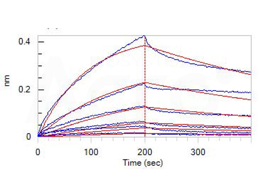 Biotinylated Human LILRA1 / CD85i / LIR-6 Protein, His,Avitag™