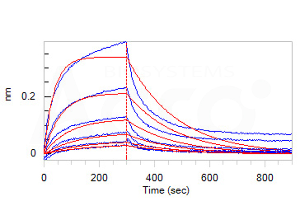 Serum Albumin BLI