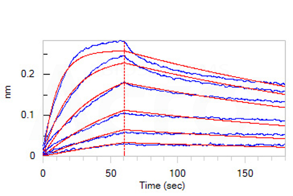 Human IL-12B / NKSF2 / p40 Protein, His Tag