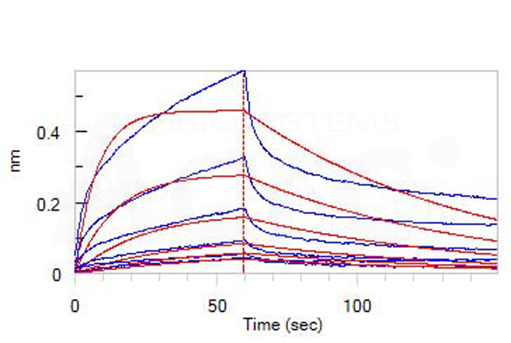 Neuropilin-1 BLI