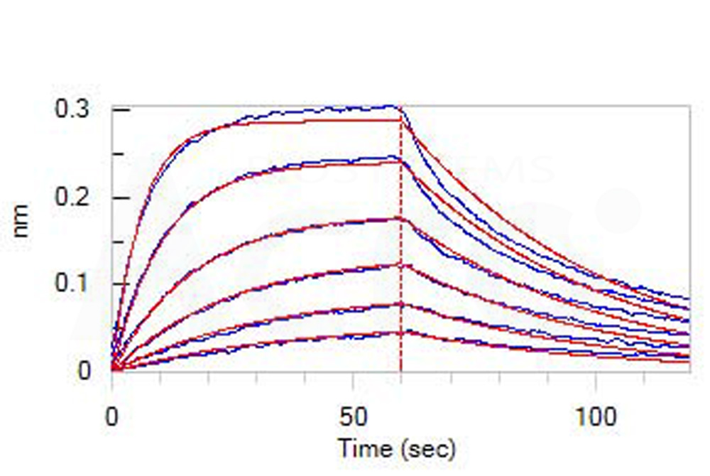 Mouse PD-L1 / B7-H1 Protein, Fc Tag (MALS verified)