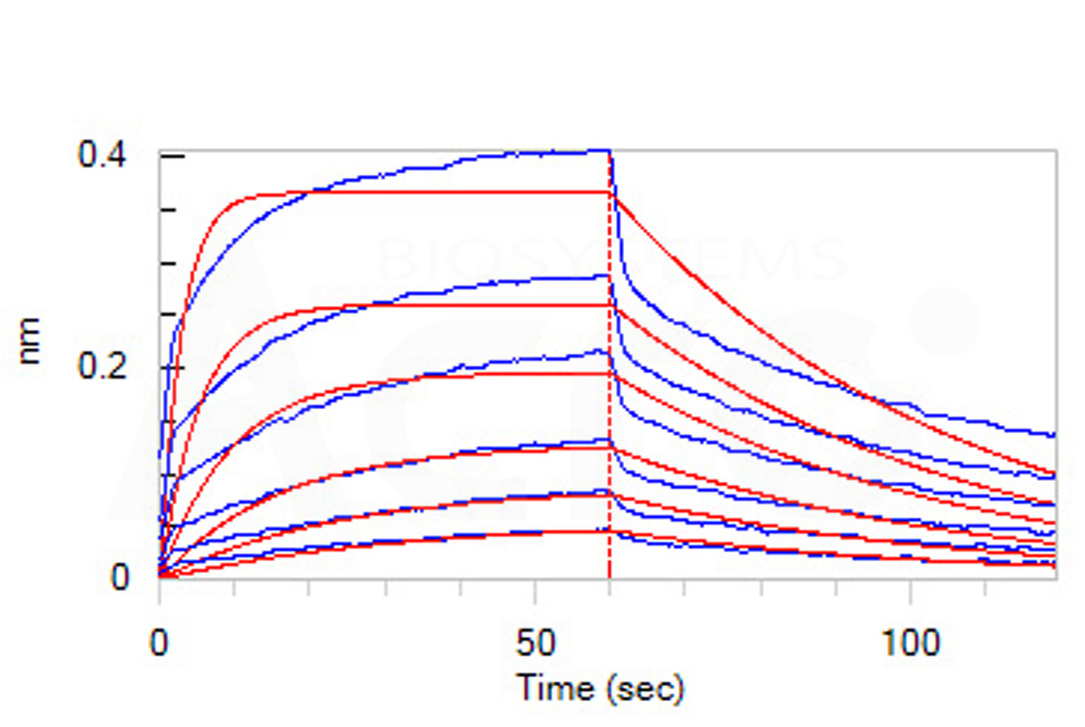 Human Nectin-1 / PVRL1 / CD111 Protein, His Tag