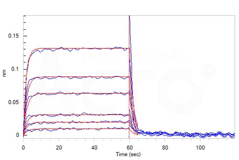 Human Nectin-3 / CD113 Protein, His Tag (MALS verified)