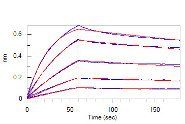 TGF-beta 1 BLI