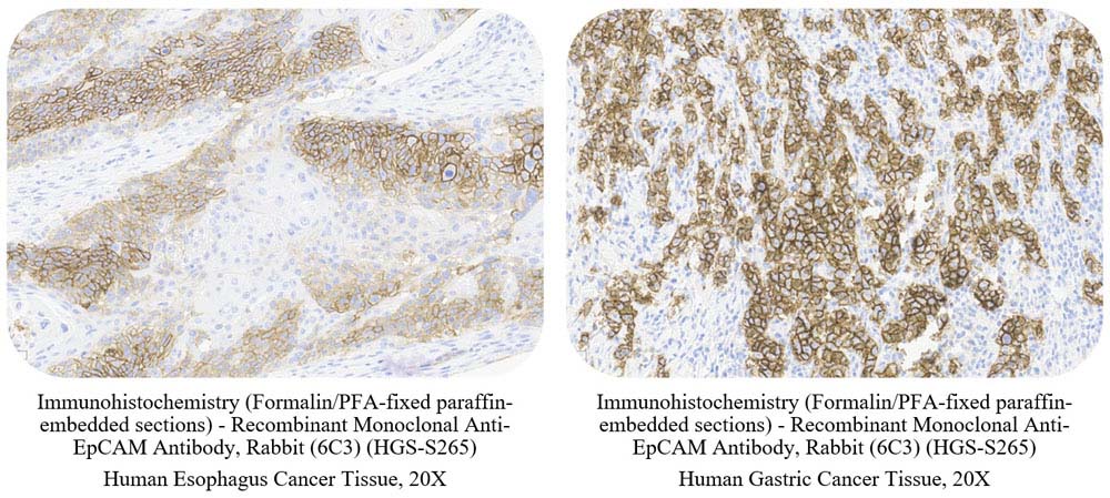 EpCAM SAMPLE STAINING DATA