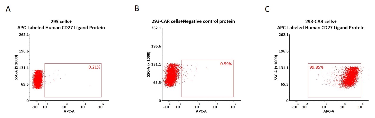 CD27 Ligand CAR_T