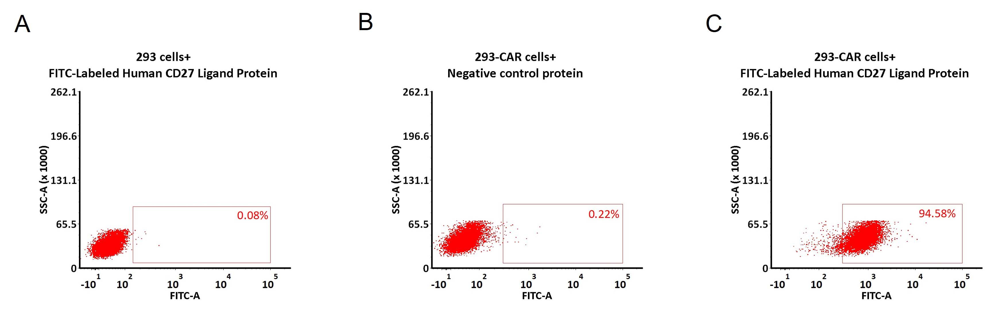 CD3点 FITC-Labeled Human CD27 Ligand / CD70 Protein, His TagStar