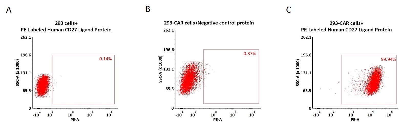 APC-Labeled Human CD27 Ligand / CD70 Protein, His TagStar Staining