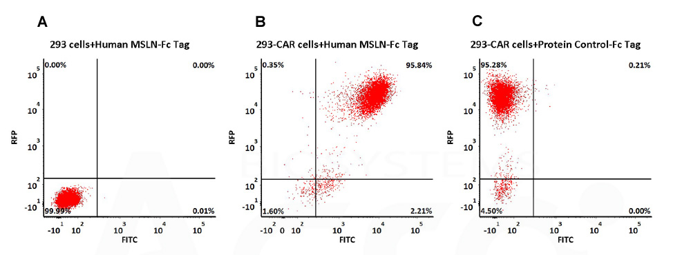 Mesothelin CAR_T