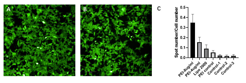 Alpha-Synuclein CELL