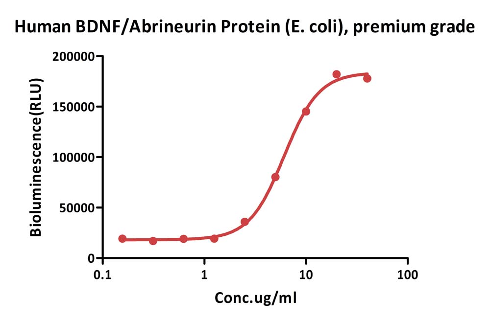 Human BDNF / Abrineurin Protein (E. coli), premium grade