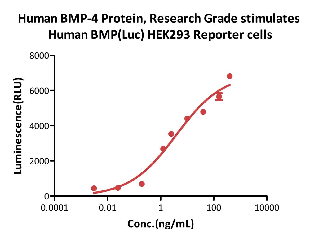 Human BMP-4 / BMP2B Protein, Research Grade