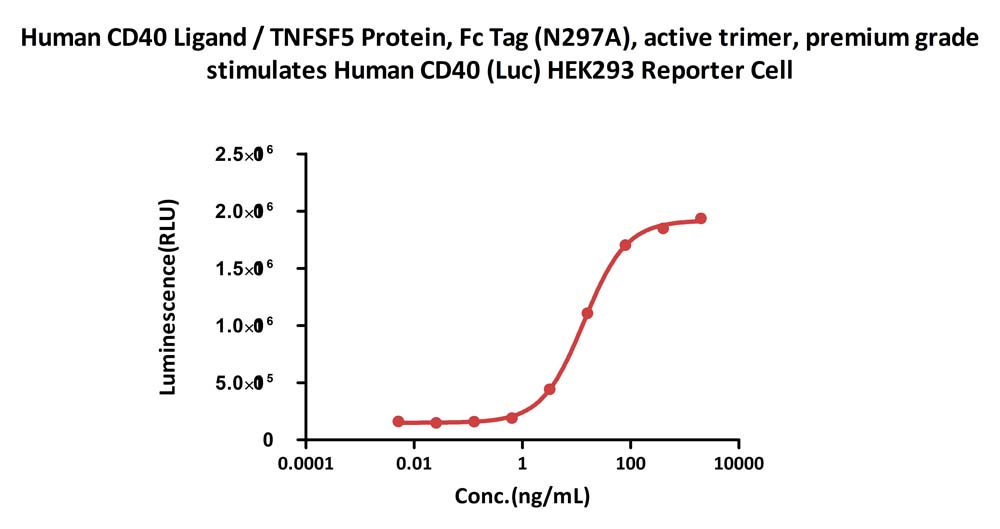 CD40 Ligand CELL