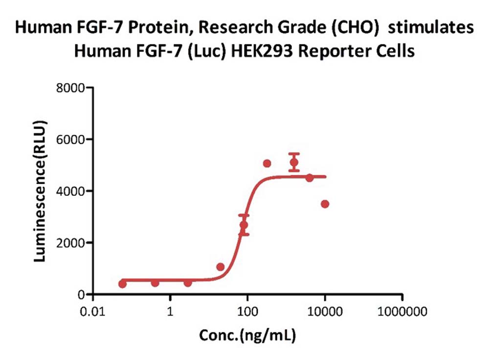 Human FGF-7 / KGF Protein, Research Grade (CHO)