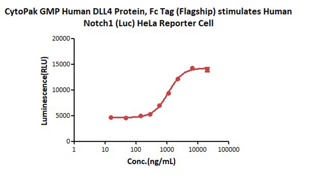 DLL4 CELL