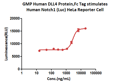 DLL4 CELL