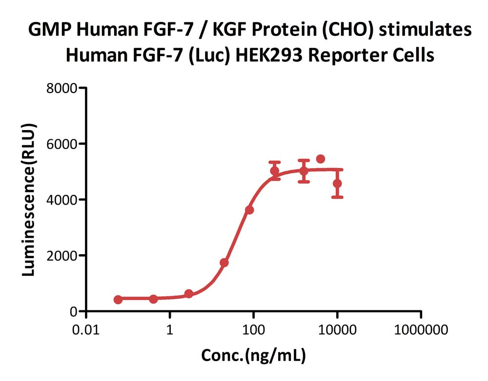 GMP Human FGF-7 / KGF Protein (CHO)