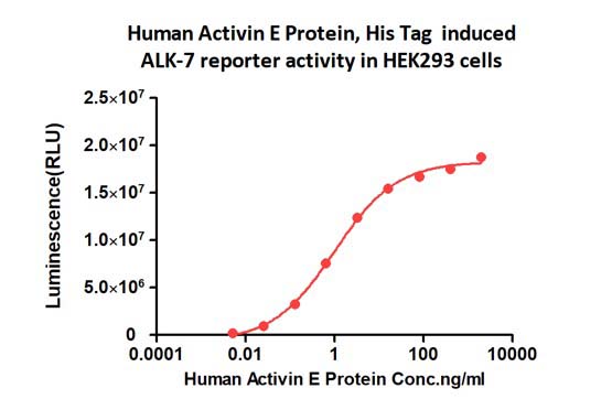 Activin E CELL