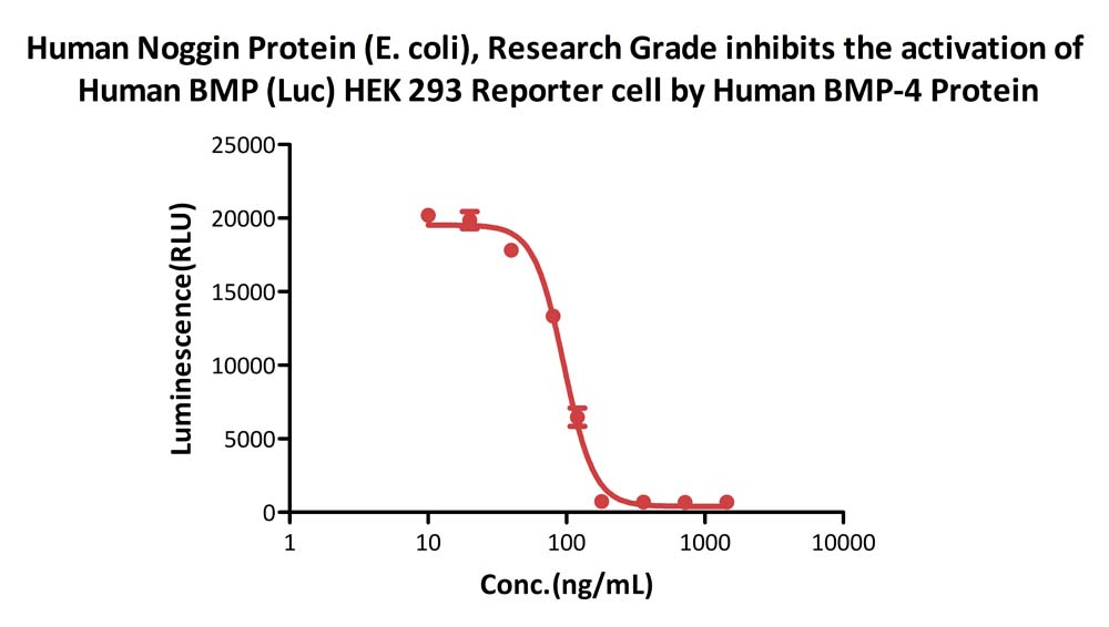 Noggin CELL