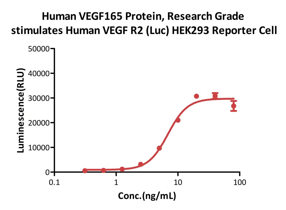 VEGF165 CELL