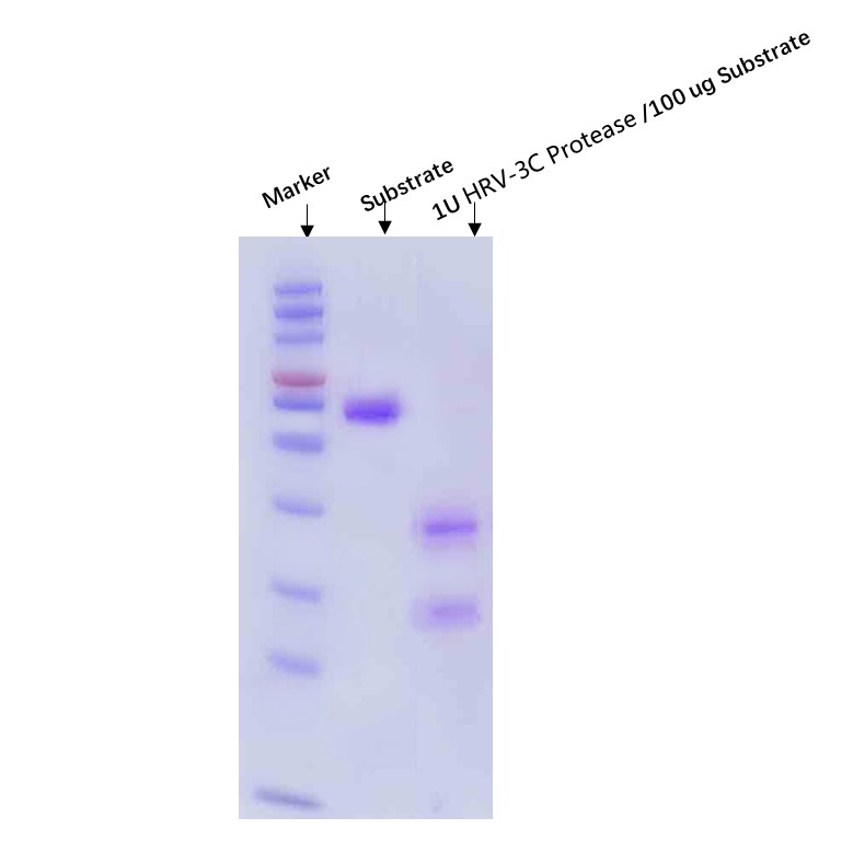 3C (HRV) ENZYME