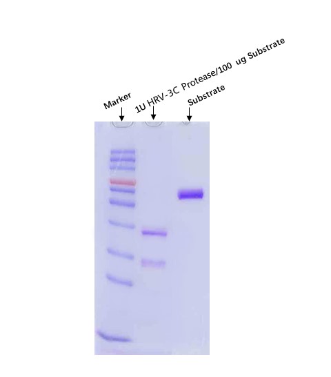 3C (HRV) ENZYME