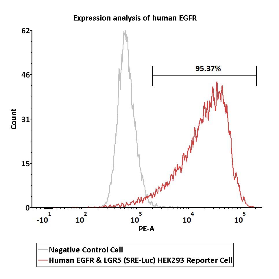 EGFR & LGR5 FACS