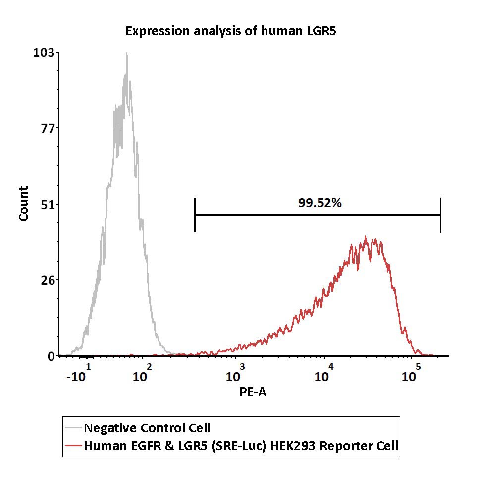 EGFR & LGR5 FACS