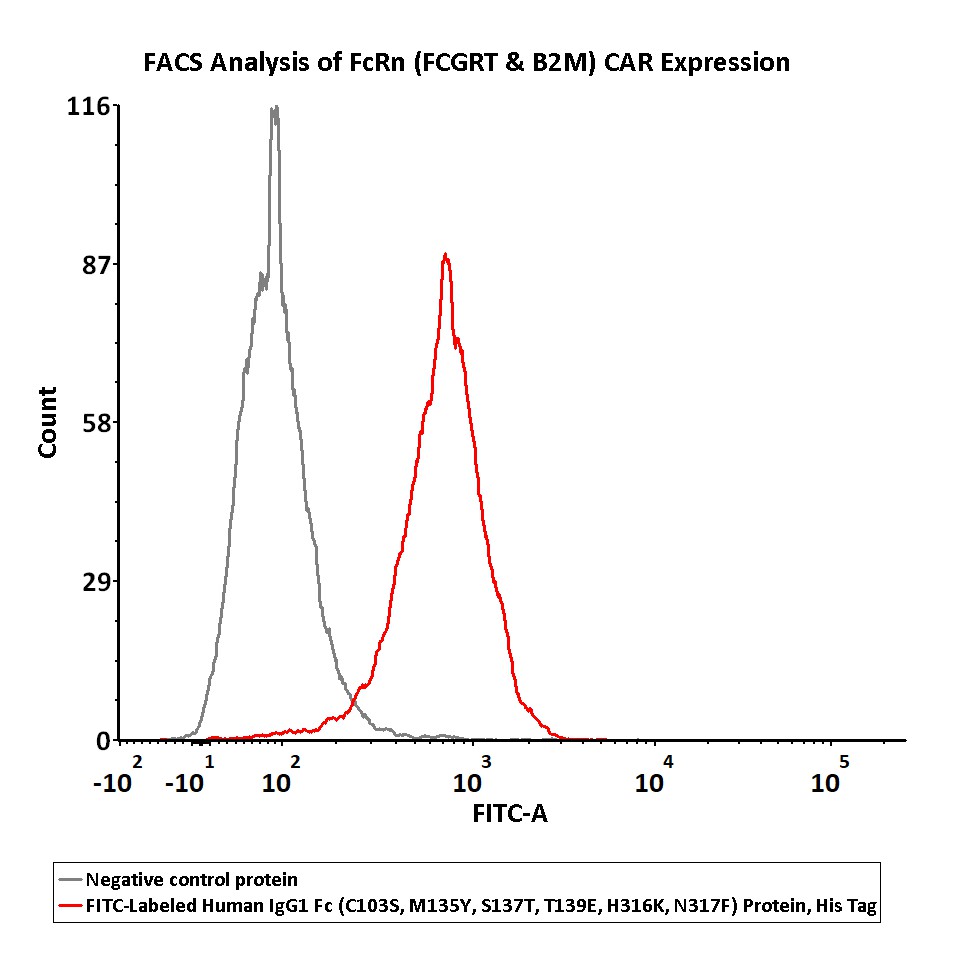 FITC-Labeled Human IgG1 Fc (C103S, M135Y, S137T, T139E, H316K,