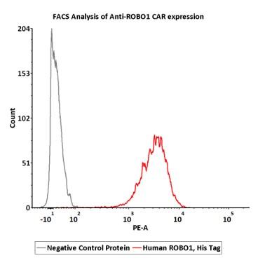 Human ROBO1 Protein, His Tag (MALS verified)