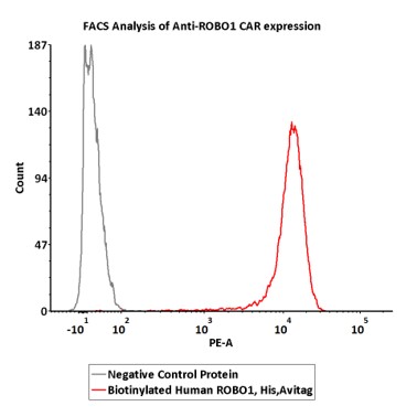 Biotinylated Human ROBO1 Protein, His,Avitag™ (MALS verified)