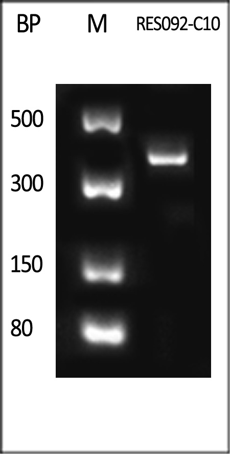 N1-Me-pUTP dsRNA (400bp) Standard Length