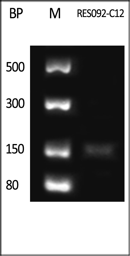 Unmodified dsRNA (142bp) Standard Length