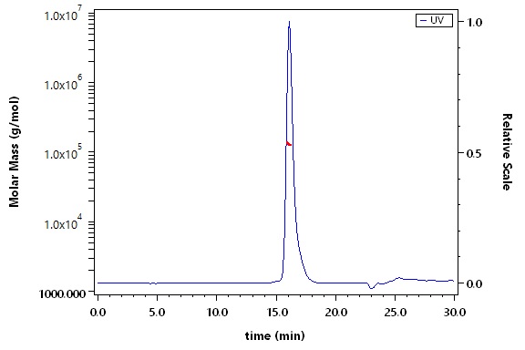 Cathepsin C SEC-MALS