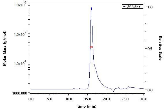 Cathepsin V SEC-MALS