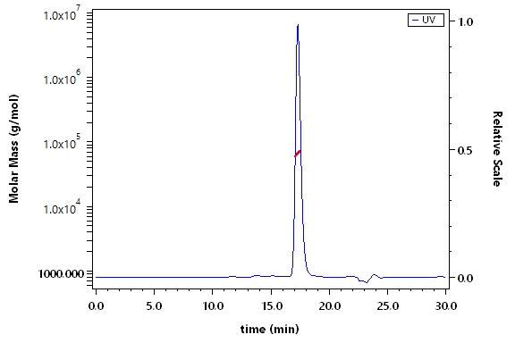 Serum Albumin SEC-MALS