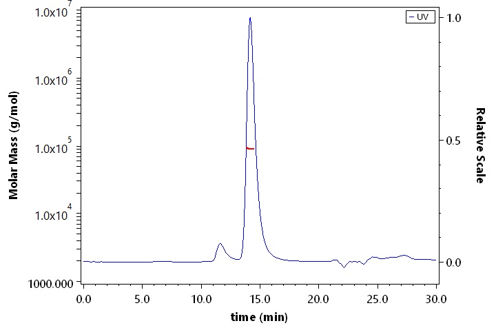 Cathepsin E SEC-MALS