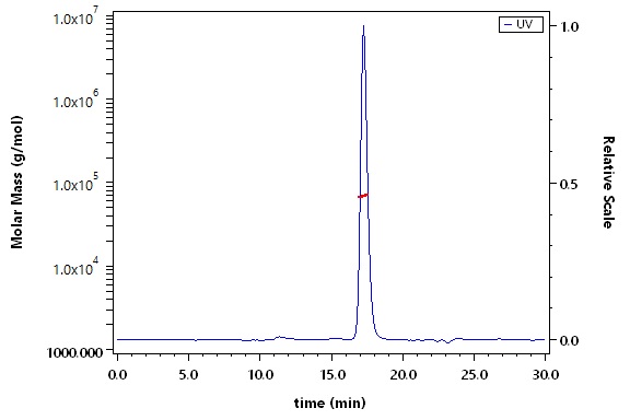 Serum Albumin SEC-MALS