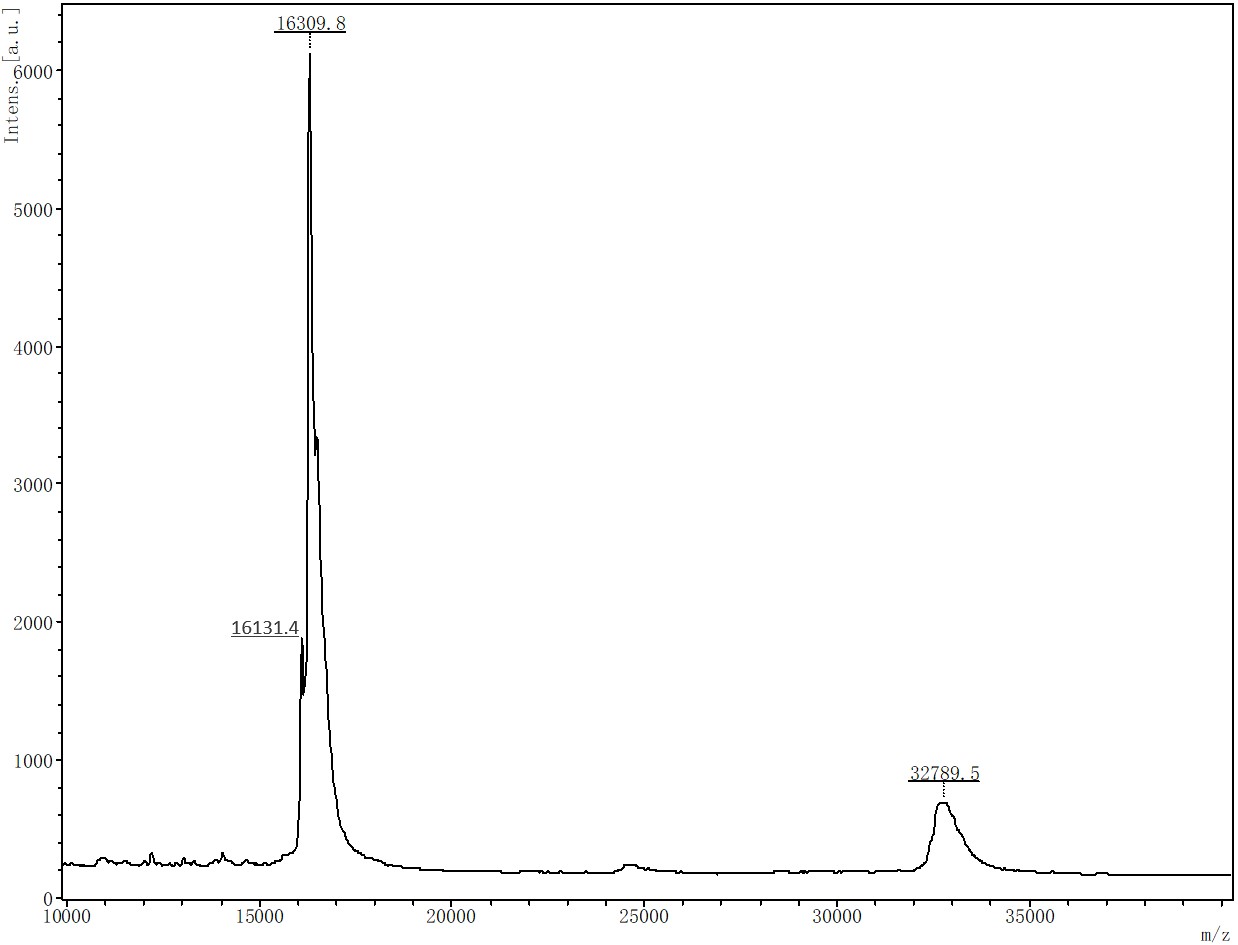 FGF basic MASS_SPECTROMETRY