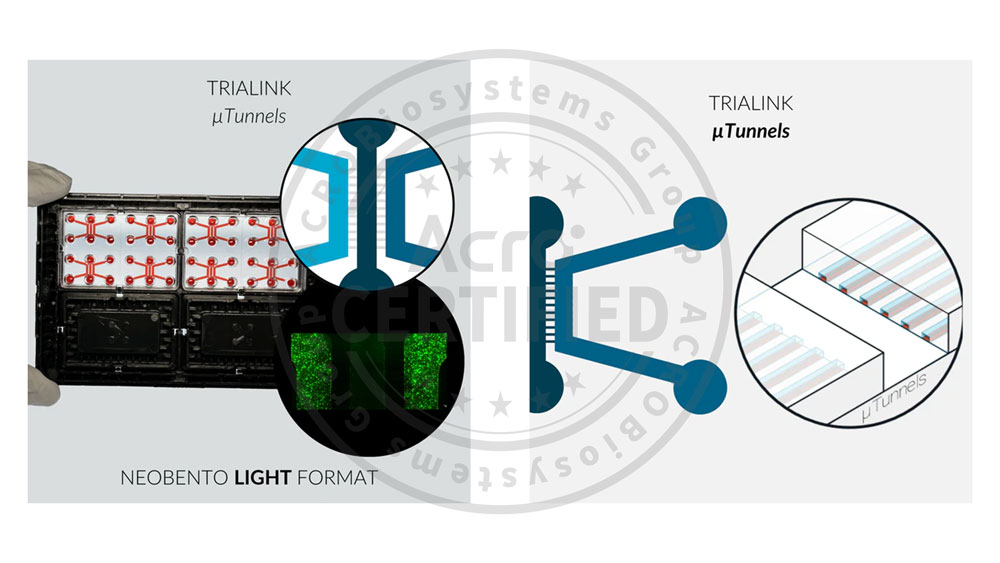 Plate PRODUCT SHOW