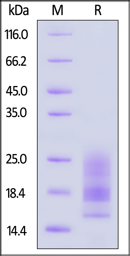A29L (MPXV) SDS-PAGE