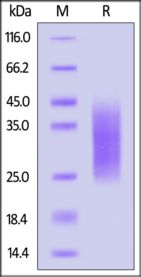 A30L (MPXV) SDS-PAGE